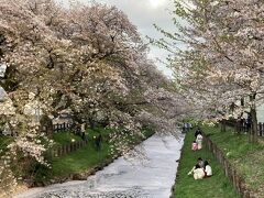 今年のソメイヨシノの見納めは4月1日川越の氷川神社裏の新河岸川です。川面が白いのはすべて花筏。花吹雪がすごくてばっちりなタイミングでした。