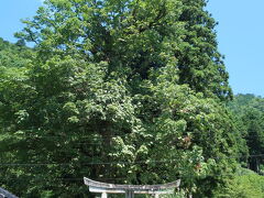 稲荷神社　樹齢400年のトチの木