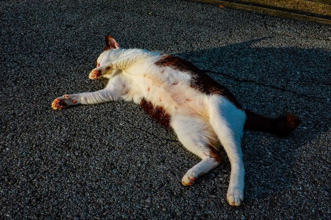 バンコク 何でもない日常生活 猫ちゃんに会いにいつものルンピニ公園へ バンコク タイ の旅行記 ブログ By Masa さん フォートラベル
