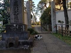 宝城寺にいた猫