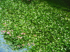 クリアな地蔵川に水中花の梅花藻がキレイに咲いています。　白くて小さな花(ピンクも見つけた)を5月中旬～9月下旬まで咲かせるようで、7月下旬～8月下旬が見頃という事で2度目の訪問です!　平日なので前回訪れた時よりも人は少なかったです。