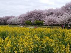 桜堤を降りて菜の花畑へ。