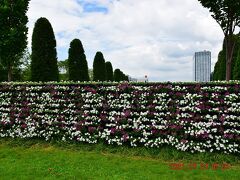 お台場のプロムナード真ん中にお花の生垣？