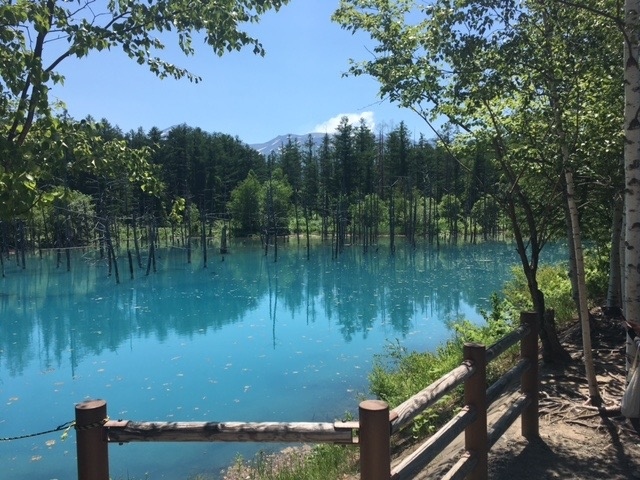 夏の爽やか北海道 青い池周辺観光 札幌編 美瑛 びえい 北海道 の旅行記 ブログ By Luceさん フォートラベル