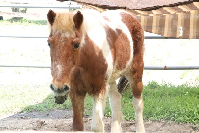 ８月も再び赤ちゃん目当ての埼玉こども動物自然公園 北園 プーズーのアオイちゃん元気いっぱい レッサーパンダはリンちゃんと寝顔のリュウくん 東松山 埼玉県 の旅行記 ブログ By まみさん フォートラベル