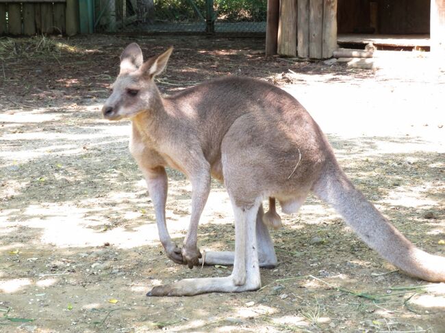 8月も再び赤ちゃん目当ての埼玉こども動物自然公園 東園 祝 命名クオッカのミモザちゃん ナマケモノとカンガルーの赤ちゃんには会えず 東松山 埼玉県 の旅行記 ブログ By まみさん フォートラベル 8月も再び赤ちゃん目当ての埼玉こども動物自然公園 東園 祝 命名クオッカのミモザちゃん ナマケモノとカンガルーの赤ちゃんには会えず 東松山 埼玉県 の旅行記 ブログ By まみさん フォートラベル