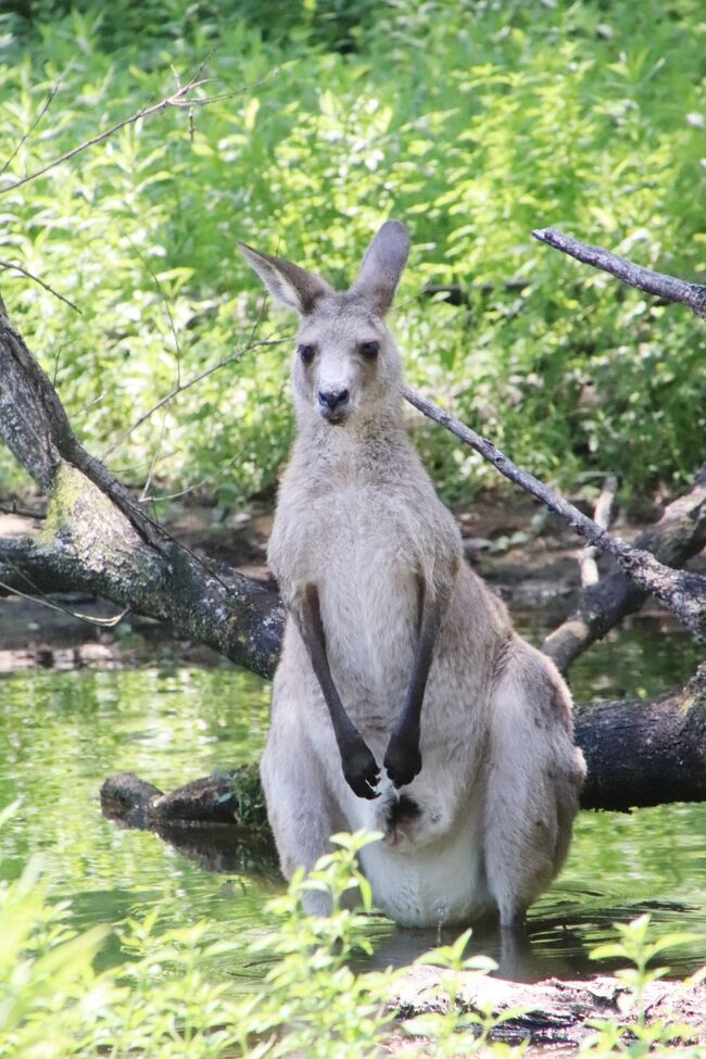 ８月も再び赤ちゃん目当ての埼玉こども動物自然公園 東園 祝 命名クオッカのミモザちゃん ナマケモノとカンガルーの赤ちゃんには会えず 東松山 埼玉県 の旅行記 ブログ By まみさん フォートラベル