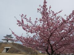 資料館を出て、公園内へ。広大な芝生がとても気持ちが良いです。河津桜も咲いていました。

奥には櫓が見えます。

天守閣がないのが残念なところですが、復元作業を続けていただき、いずれは天守閣のある公園になるとよいなと思いました。