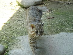 対馬野生生物保護センター