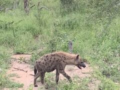 クルーガー国立公園に再入園します。
ハイエナがいました。
ライオンキングだとめっちゃ悪役で悪い顔していますが、実際見てみると結構かわいいです。