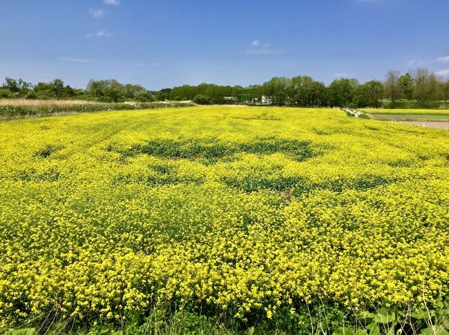安平町の菜の花畑 21 追分 穂別 長沼 北海道 の旅行記 ブログ By ミスマルコさん フォートラベル 安平町の菜の花畑 21 追分 穂別 長沼 北海道 の旅行記 ブログ By ミスマルコさん フォートラベル