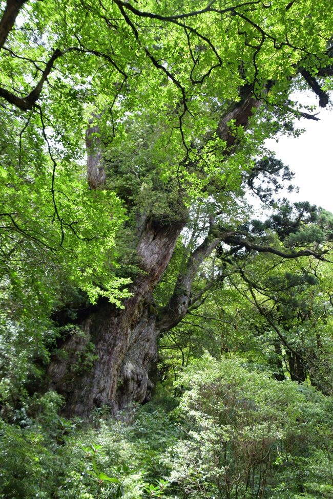 屋久島へ行ってきました その３ 縄文杉に出会えた感動 それをも上回る ゴールした時の達成感 屋久島 鹿児島県 の旅行記 ブログ By ぬきじゅんさん フォートラベル