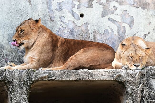 「母さんとぼけてる」娘が笑っています。