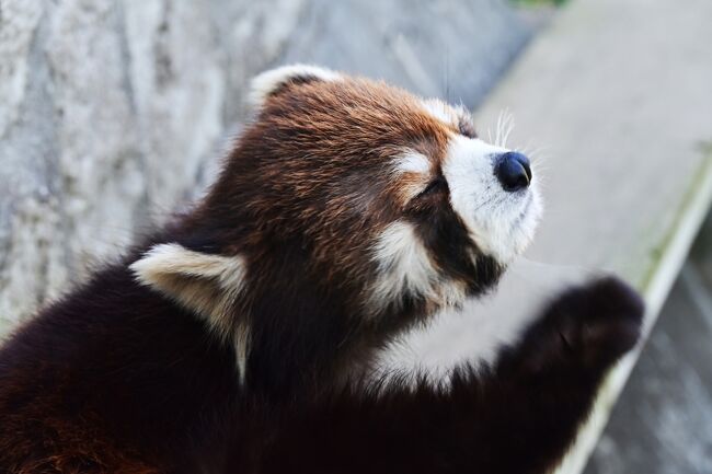 屋外放飼場です、この子はカカかな？