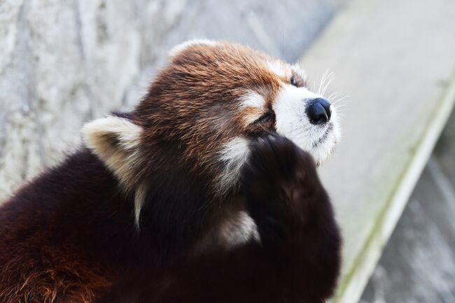 顔を洗っています。