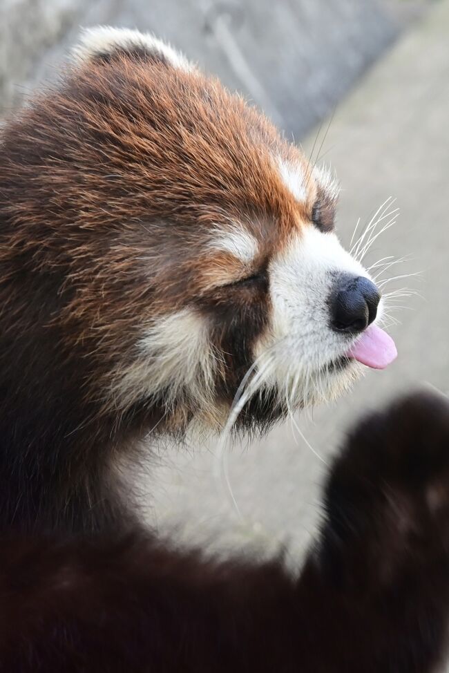 手をベロンとして顔をスリスリ。