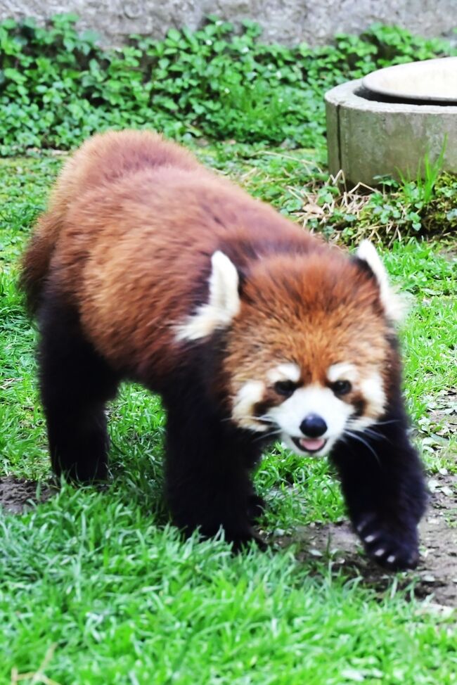 こちらはププですね、ニコニコしています。