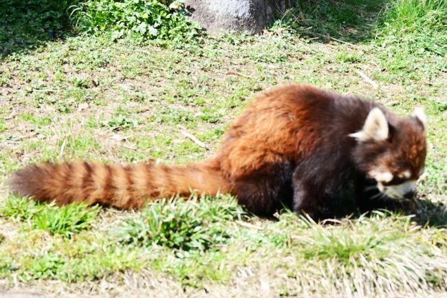 カカは草を食べています。