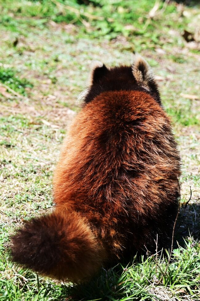 レッサーパンダは顔、体型に男女の違いが余りありません。