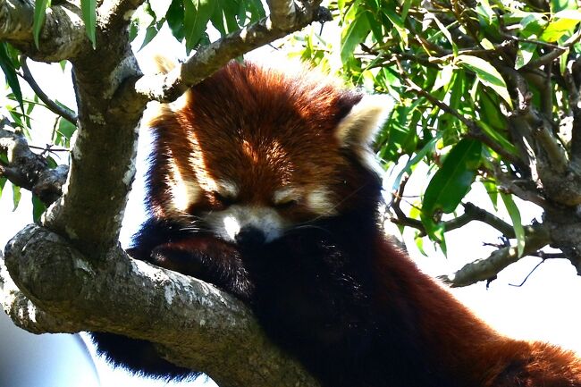カカの行動が気になって仕方がありません。
