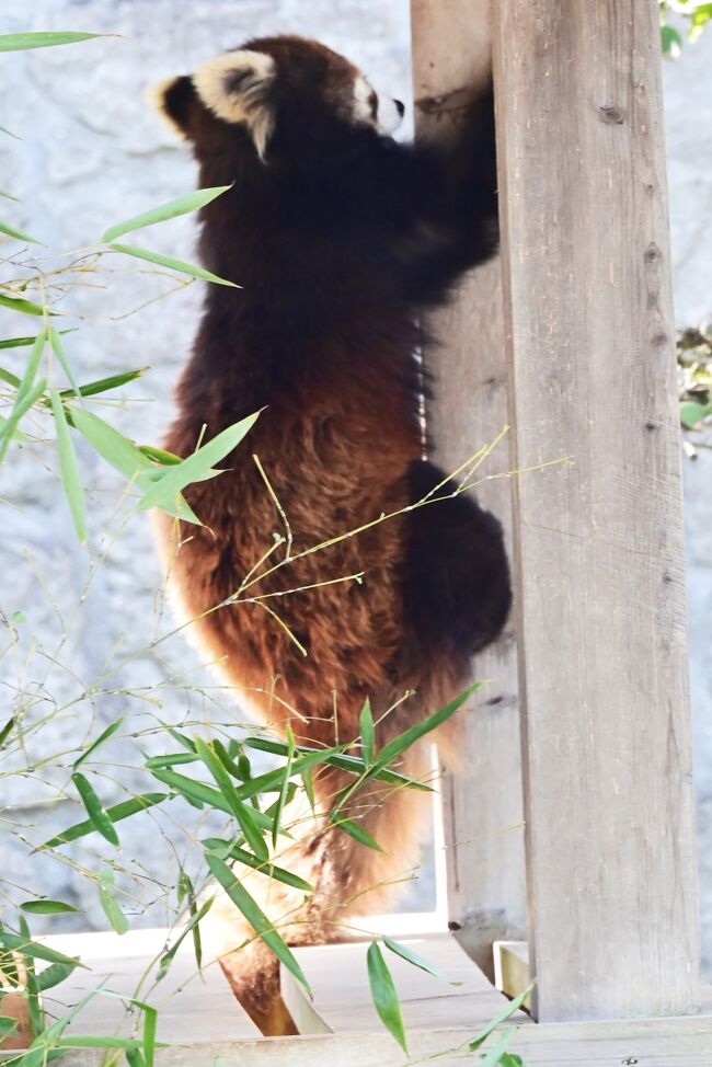 東屋の柱を登り始めたカカ。これは誰でも気になりますね。