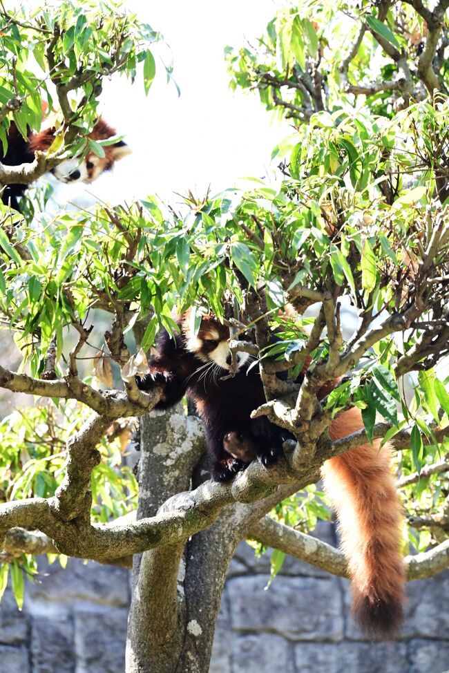同じ木に登って来たカカをガン見するププ。