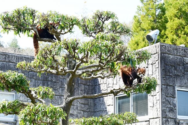 そこから上には上がって来るなよと、ププが睨んでいます。