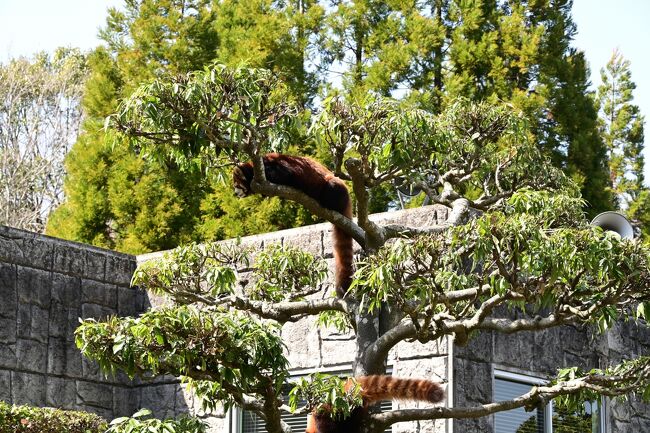 固まっているププを尻目にカカはサッサと降りました。