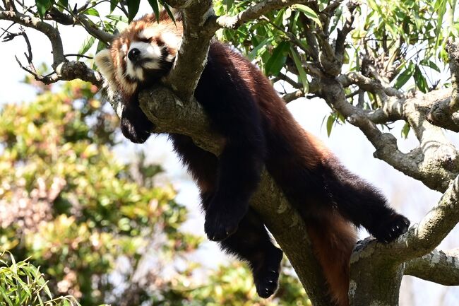 「なんなんや、あいつは」ププ独り言。