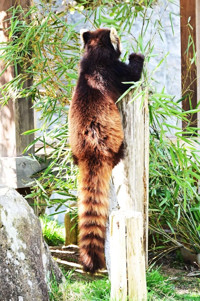 「おれもいちばんうえに、のぼりたいんじゃ」