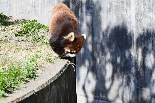 カカがモートをのぞき込んでいます。