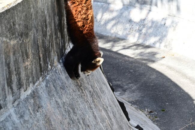 何の躊躇無く降り始めました。