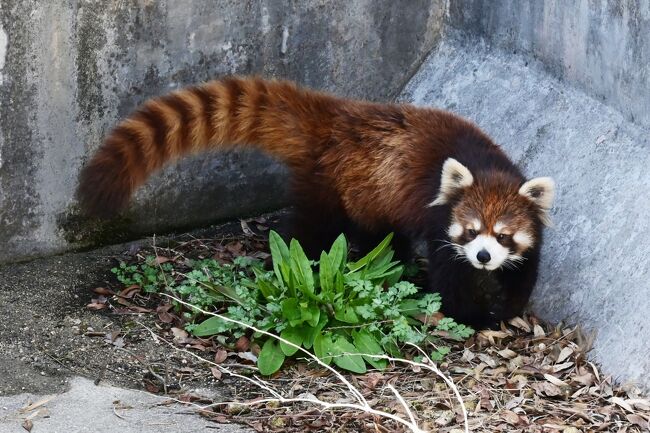 「ひゃくえんだまかとおもったら、ちごうたわ」