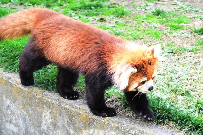 ププも気になり降りてきました。