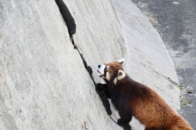 全く心配無用でした、コンクリートのシーリング材に爪を立てヒョイヒョイ登り始めました。何度もやっているようですね。