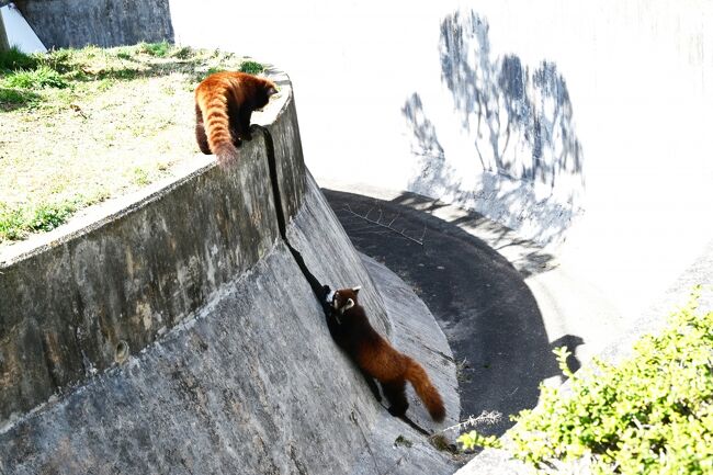上ではププが見つめています、やはり心配しているのでしょうか？