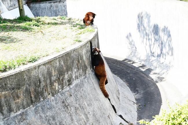 違いました、カカが上がるのを待つこと無く、向こうでお尻スリスリして匂い付けをしています。