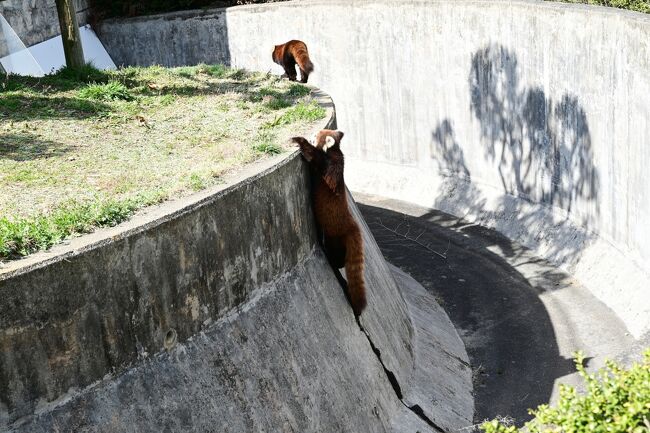 レッサーパンダは体型からは想像できないほど運動能力は高いです。