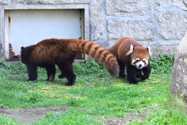 大好きな飼育員さんの足音が聞こえたようです、双子がソワソワし始めました。