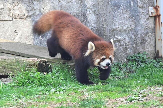 走り回ったり。