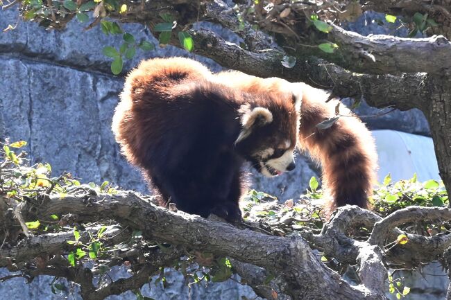 木の上でクルクル回ったり。
