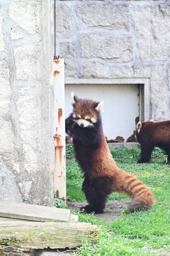 「どしたんかね、おそいね」双子は待ち遠しくて堪りません。