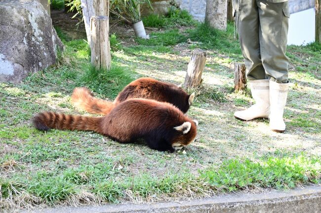 リンゴを食べるときは距離が近くても大丈夫。
