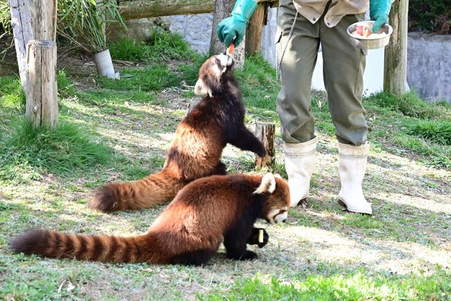 クチャクチャクチャクチャ。