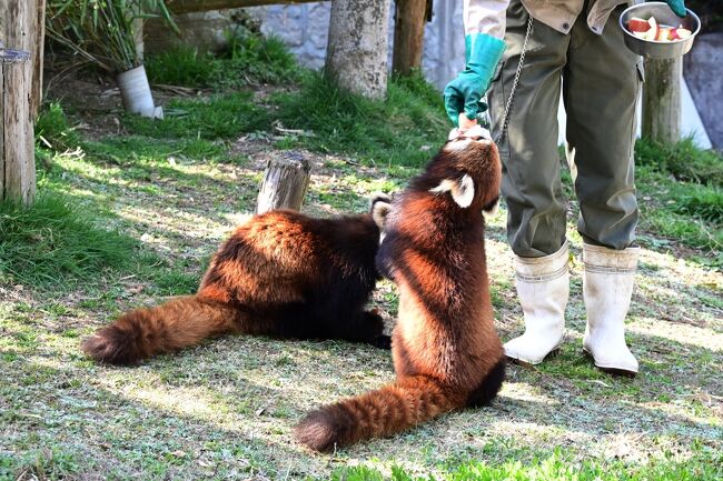 ププくん綺麗な座り立ち。