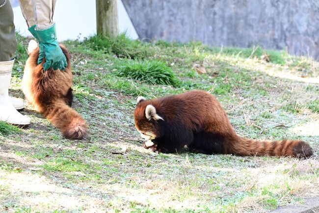 リンゴを食べている間に体を触り異常がないか調べています。