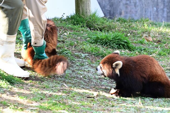 「おまえが、あんなところに、おりるけんで」ププが笑っています。