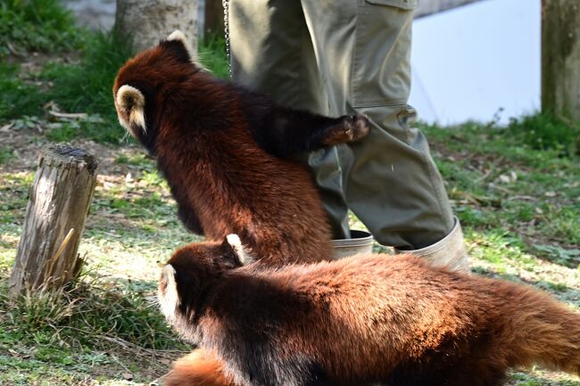「りんごくれんと、はなさんで」