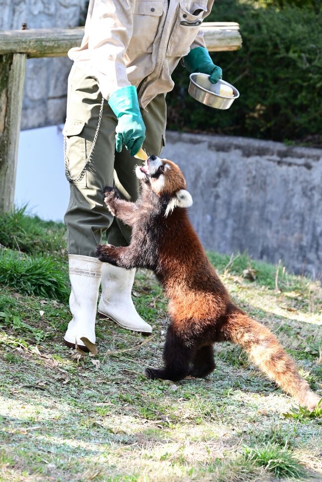 ハイこれでお終い。飼育員さんはこの後あちらこちらにリンゴを置いて帰りました。