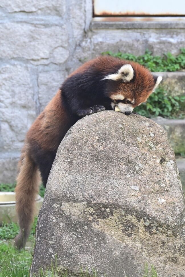 クククお姉さん何時もここに置く。双子はリンゴを貰って満足し落ち着きました。